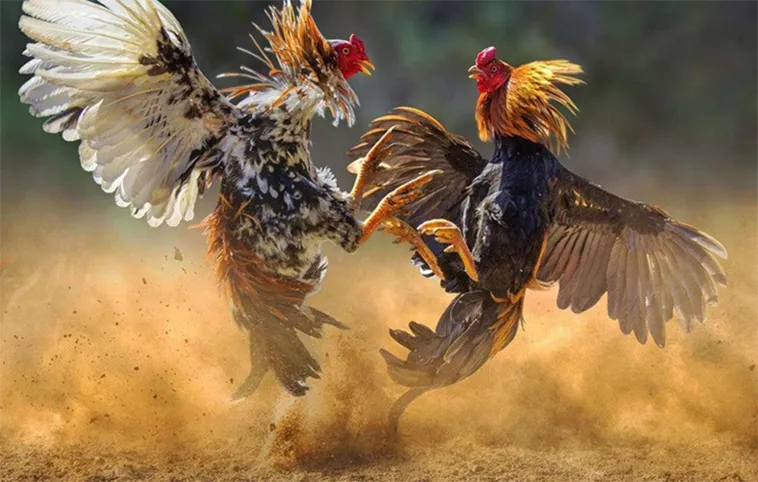 Bí Quyết Chơi Đá Gà WS168 Tại R88 Hiệu Quả Nhất 2 Bí Quyết Chơi Đá Gà WS168 Tại R88 Hiệu Quả Nhất
